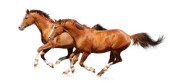 Two sorrel horses gallops